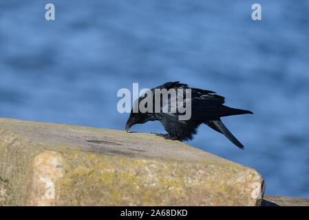 Raven Foto Stock