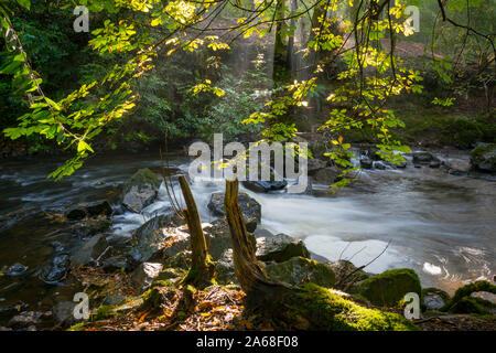 Raggio di sole la rottura attraverso il baldacchino della foresta a Crumlin Glen nella contea di Antrim, Irlanda del Nord Foto Stock