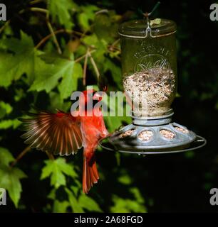 Tempo di Chow Foto Stock