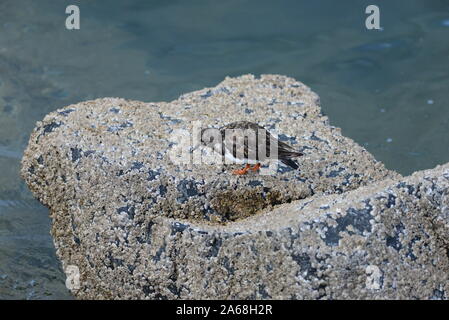 Turnstone Foto Stock