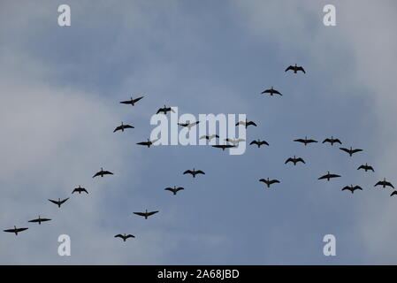 Le oche si sollevano oltre Foto Stock