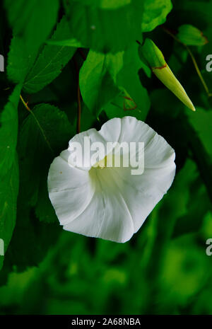 Una siepe selvatici centinodia 'Calystegia sepium', una crescita di un bellissimo fiore bianco su una foglia verde della vigna nelle zone rurali della Columbia britannica in Canada. Foto Stock