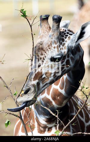 Un traliccio Giraffe, Giraffa camelopardalis, alimentazione. Cape May County Zoo, New Jersey, STATI UNITI D'AMERICA Foto Stock