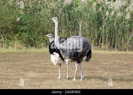 Un uomo e una donna somalo Ostrich, Struthio molibdophanes, al Cape May County Park & Zoo, New Jersey, USA Foto Stock