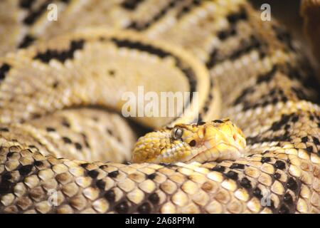 Uno splendido e il serpente velenoso avvolto Foto Stock