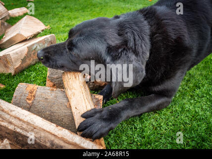 Labrador nero masticare su un ceppo di legno Foto Stock