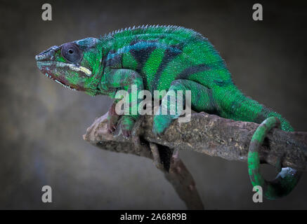Panther Chameleon lo Zoo di Calgary, Alberta Foto Stock