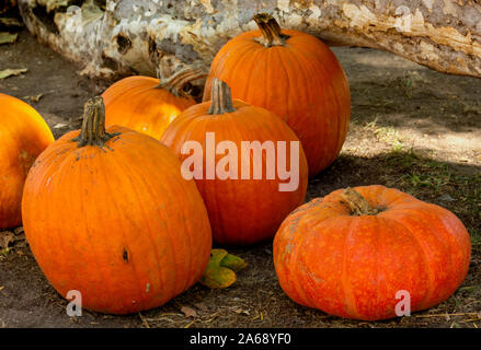 Un display di zucche arancione in una zucca patch in un ambiente rustico.La zucca sono sul terreno con una trama splendidamente ramo di albero dietro di loro. Foto Stock