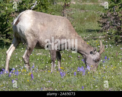 Bighorn femmina pecore al pascolo a mt washburn a Yellowstone Foto Stock