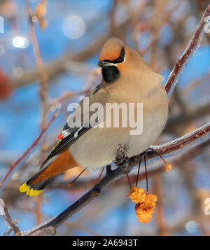 Close up di bella mascherata Bohemian Waxwing uccello appollaiato sulla frutta ramo di albero con cielo blu dietro Foto Stock