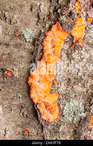 Crosta rugosa (Phlebia radiata), una crosta fungo cresce sul lato di albero in autunno. Foto Stock