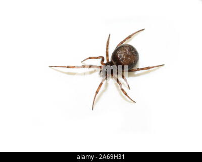 Hutch coniglio Spider Steatoda bipunctata brown spider isolati su sfondo bianco Foto Stock