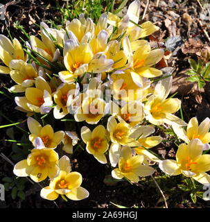 In due tonalità di giallo e blu di crocus group Foto Stock