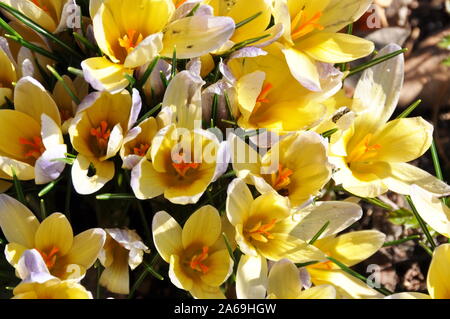 In due tonalità di giallo e blu di crocus group Foto Stock