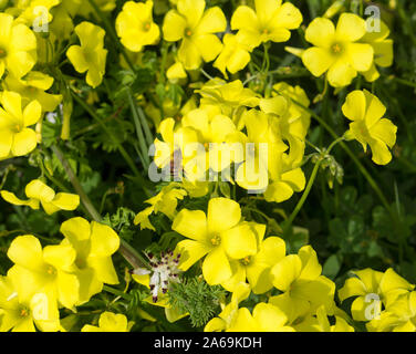 Oxalis oxalidaceae erbacce o legno sorrel soursob crescendo in street orlo e fioritura in inverno con giallo brillante fiori singolo attira le api mellifere. Foto Stock