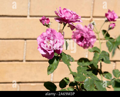 Angel Face mauve double rose floribunda che fiorisce in primavera aggiunta delizioso profumo e colore al giardino paesaggistico sono una delizia. Foto Stock
