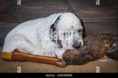 Setter inglese cucciolo di cane con coltello e anatra Foto Stock