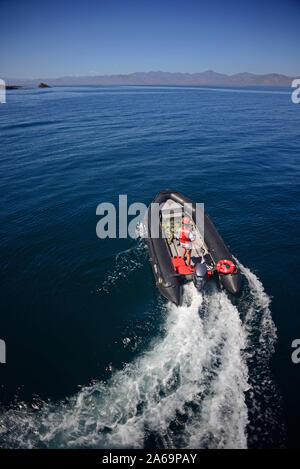 Esplorando il Mare di Cortez su zodiaco, Baja California, Messico Foto Stock