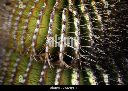 Il gigante endemica barrel cactus (Ferocactus diguetii), Isla Santa Catalina, Golfo di California (Mare di Cortez), Baja California Sur, Messico, America del Nord Foto Stock