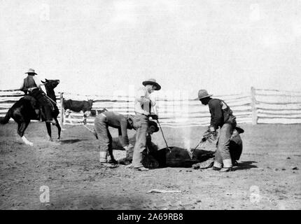 I cowboys branding di un vitello in area recintata Foto Stock