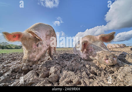 Organici intervallo libero suini in un campo fangoso Foto Stock