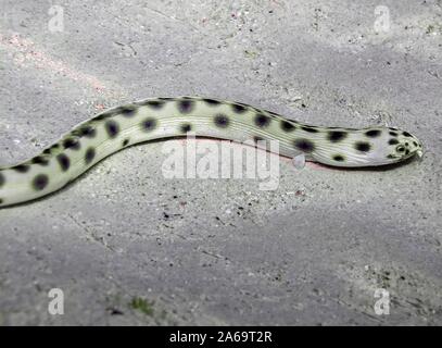 Spotted Snake anguilla (Ophichthus ophis) Foto Stock