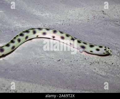 Spotted Snake anguilla (Ophichthus ophis) Foto Stock