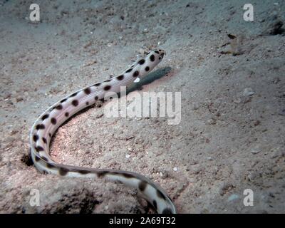 Spotted Snake anguilla (Ophichthus ophis) Foto Stock