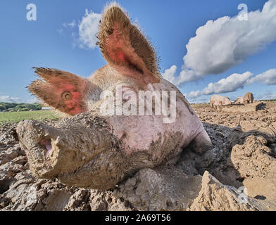 Organici intervallo libero suini in un campo fangoso Foto Stock