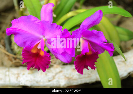 Exotic Orchid fiore cresce e fiorisce in un giardino tropicale. Bella Cattleya Orchid sfondo per wed design o sfondo. Foto Stock