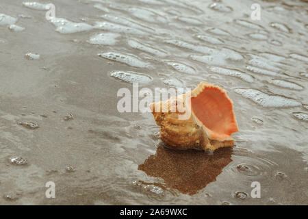 Le bellezze naturali di conchiglie sulla spiaggia al tramonto della  Thailandia Foto stock - Alamy