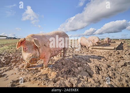 Organici intervallo libero suini in un campo fangoso Foto Stock