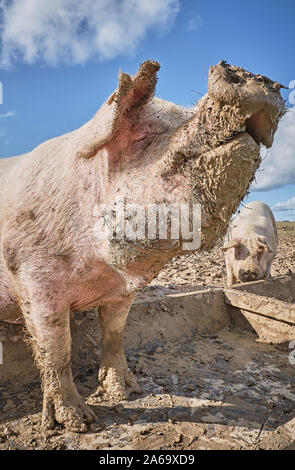 Organici intervallo libero suini in un campo fangoso Foto Stock