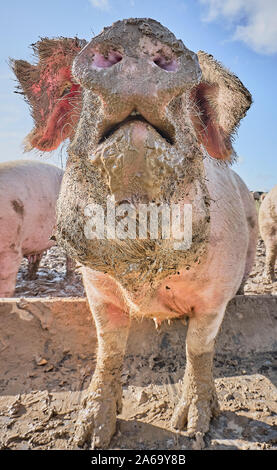 Organici intervallo libero suini in un campo fangoso Foto Stock