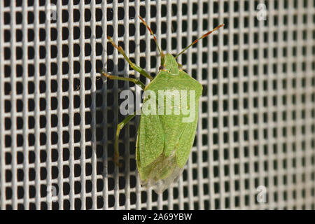 Schermo verde bug o stink bug latino Nezara viridula o palomena prasina talvolta chiamato verde bug di vegetali o di protezione della famiglia Scarabeo pentatomidae Foto Stock