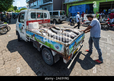 Maschio, Maldive - Novembre 21, 2017: Area del mercato del pesce fresco nel maschio, Maldive. Enorme appena catturati tonno nel carrello. Foto Stock