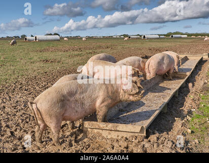 Organici intervallo libero suini in un campo fangoso Foto Stock