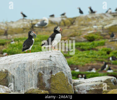 I puffini (Fratercula artica). Isole farne, Northumberland, Inghilterra Foto Stock