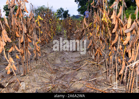 Sfondo di essiccato pianta di soia nel campo, Foto Stock