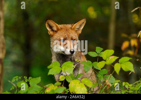Splendida Fox con un segno di spunta attaccato al suo occhio & un ked in esecuzione attraverso il suo orecchio Foto Stock