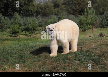 Maschio di Orso Polare, Nissan, a Yorkshire Wildlife Park (Ursus maritimus) Foto Stock