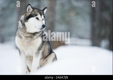 Ritratto di Alaskan Malamute seduta nella neve. Messa a fuoco selettiva e profondità di campo. Foto Stock