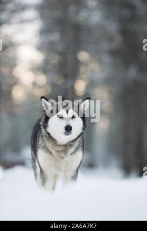 Ritratto di Alaskan Malamute nella neve contro sfocati sullo sfondo della foresta. Foto Stock