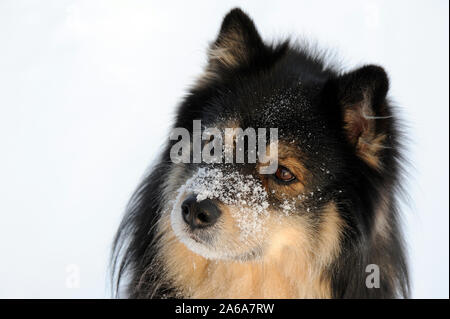 Finlandese Lapphund. Muso del cane coperto di neve e gelo. Foto Stock