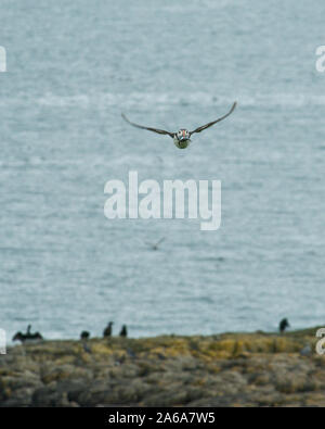 Flying puffin (Fratercula artica). Isole farne, Northumberland, Inghilterra Foto Stock