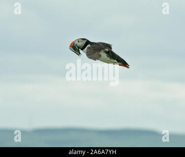 Flying puffin (Fratercula artica). Isole farne, Northumberland, Inghilterra Foto Stock