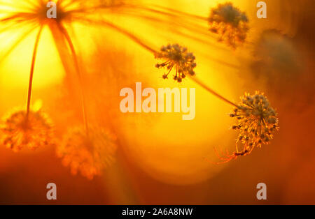 Tetragnatha spider su Angelica al tramonto prato. Focus su ant, profondità di campo. Immagine scansionata sorgente. Foto Stock