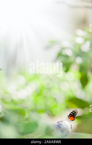 Heliconius farfalla (Heliconius sp.) in appoggio sulla piccola pietra. Focus sulla farfalla, molto leggera profondità di campo a. Foto Stock