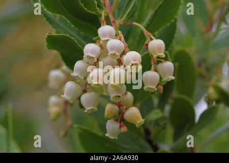 Corbezzolo blossom latino Arbutus unedo mostra fiori a forma di campanella ai primi di ottobre in Italia Foto Stock