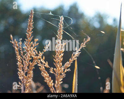 Attraverso gli stocchi di mais maturo la sera autunno sole risplende. La sommità delle piante sono coperti con una piccola rete di ragnatele. Sullo sfondo si c Foto Stock